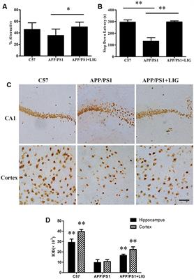 Neuroprotective Effect of Ligustilide through Induction of α-Secretase Processing of Both APP and Klotho in a Mouse Model of Alzheimer’s Disease